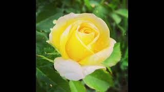 Yellow Roses #po33 #po33ko #po33kooftheday #po33andchill #po33kobeats #po33koclub #po33ko待ち