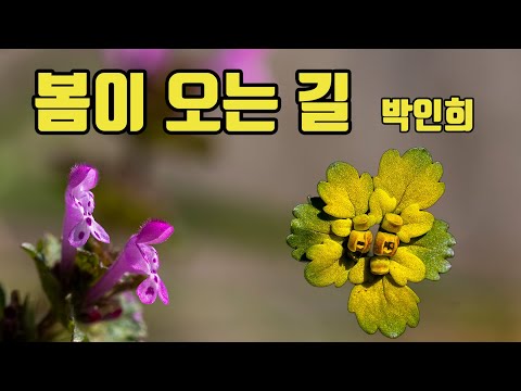박인희 - 봄이 오는 길(7080 추억의 노래, 입춘대길,건양다경, 천마산야생화, 금괭이눈, 처녀치마, 앉은부채, 광대나물)