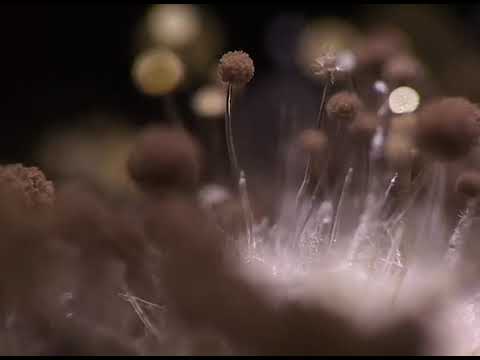 HUMN - The Portal (feat Monica Kinolta) [official music video]
