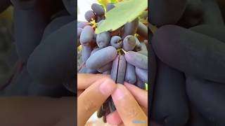 guess the fruits name?#tranding #shorts #viralvideo #viralvideo2025