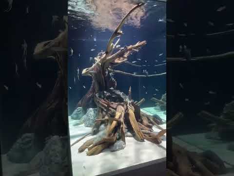 First stocking of our massive 750 gallon Amazon hardscape