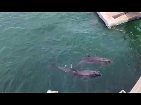 Ocean Adventure | Close Encounter with the Dolphins