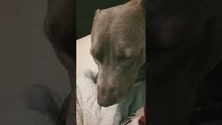 I think I see it lol#harleyquinn #dogs#dogsrock