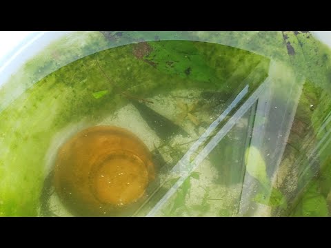 How to Fix a Problem in your Aquarium (WITH NATURE!)