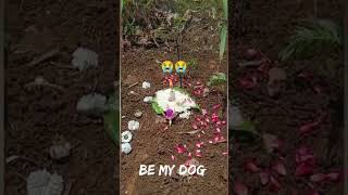 dogs videos | #shosts #youtubeshorts #dogs