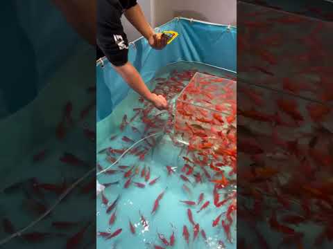 #草金鱼 #负压鱼缸 今天给20多块钱51条的草金鱼做了一个负压鱼缸，效果还可以#司柠家 #养鱼日记