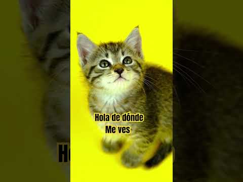 #hola de dónde me ves gatita 🐈 me gustaría saber Gracias