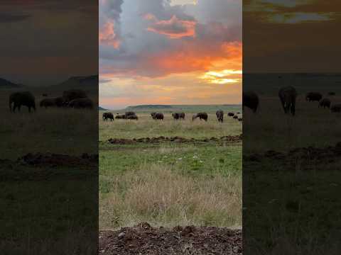 Stunning Safari Sunset with Baby Elephants | Masai Mara, April 2025 #safari #sunsetview #elephants