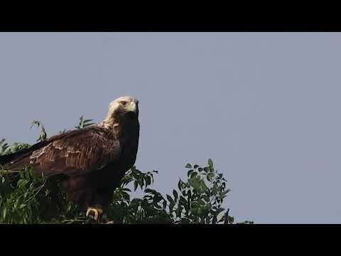 【悠遊鳥】4K | 白肩雕 | Eastern imperial eagle | 劇院式製作 | Cinematic Production