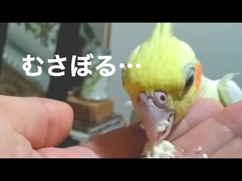 豆腐をむさぼるオカメインコ