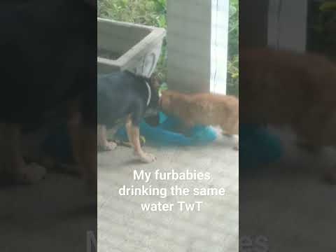 Kitty and puppy share water 😭 I'm DYING OF CUTENESS #shorts #cat #dog #cuteanimals