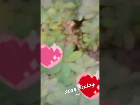 #umairzubair #31december #foryou #viralvideo