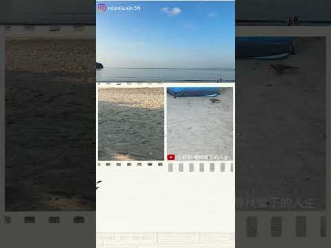 在寧靜的沙灘上 #beach #camping #bird
