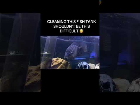 He doesn’t want “HIS” aquarium cleaned #thefishcorner #fishtank #foryou #fish #aquarium