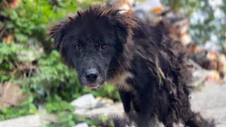 Going To Many Hospitals To Find Hope For The Disabled Dog To Stand Up Again #rescue