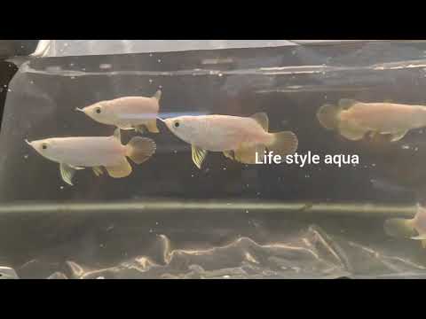 The Unique Short Body Crossback Golden Arowana: A Jewel in Your Aquarium