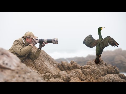 Bird Photography in the Fog Tricks