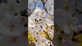 #사는게 노래야 #음악 #꽃 #벚꽃 #봄에듣기좋은노래