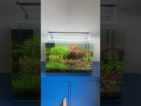 My betta nano tank #aquascape #aquarium #aquascaping #plantedaquarium #plantedtank #bettafish