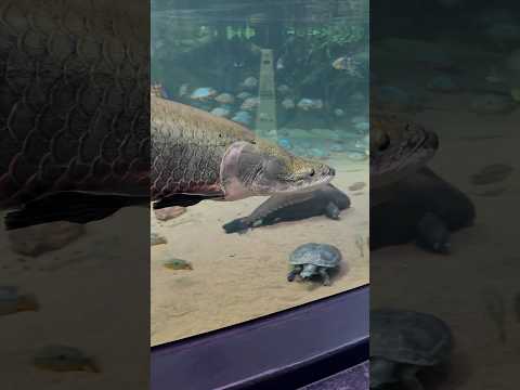 The Ancient Arapaima Enclosure at Shedd Aquarium in Chicago. Full YouTube video coming soon - SUB!
