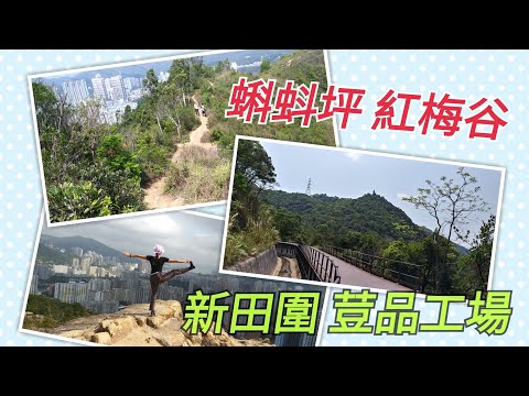 水泉澳 | 蝌蚪坪 | 紅梅谷 | Hung Mui Kuk【Miranda Ng 生活點滴】
