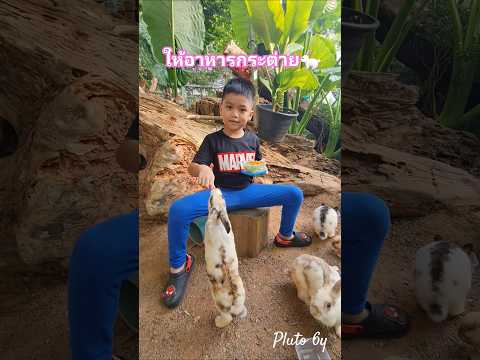 #ให้อาหารสัตว์🐰#กระต่าย🐇#ภูโตชวนเที่ยว #MiniZoo