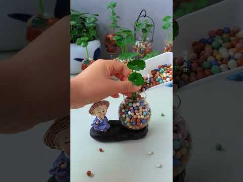 How to grow  🌵😅 indoor plants for all new house decors #shorts#short#ashortaday#msbro#water#plants