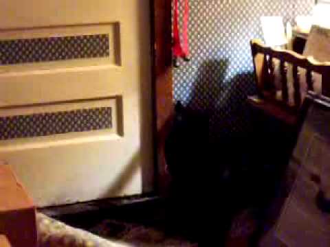 Stupid cat trick
