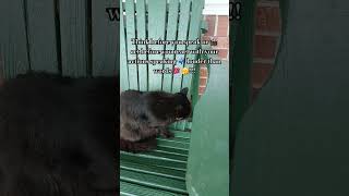#Dyrtycurty05 #subscribe #fypシ゚viral #comedy #thinkpositive Think before you speak 🤔 😉!!! #cats