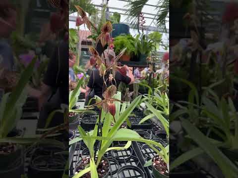 Orchidshow 2025 #orchid #orchids #flowers #orchidsgarden #world #flowerdesign