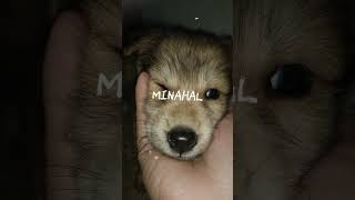 my Resie #plz_subscribe_my_channel #youtubechannelgrow