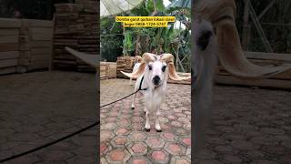 domba garut #domba #fypp #goat #shortvideo #ternak #sheep #animals #shorts #fy #fyp