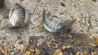 Full video , Top videos ,top fishing videos, greatest fishing videos of alltime part 4