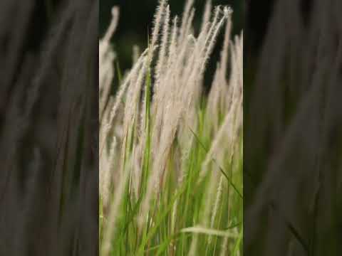 Guided Calm Among the Fields | Let Peace Grow Here #novadigitalserenity