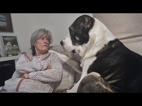 When Your Dog Insists On Loving Grandparent 😁 FUNNIEST Dogs and Humans Video!