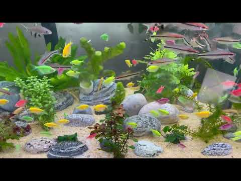 开缸第11天，朋友们#鱼缸里的大自然 #养鱼日记 #享受这悠闲时光