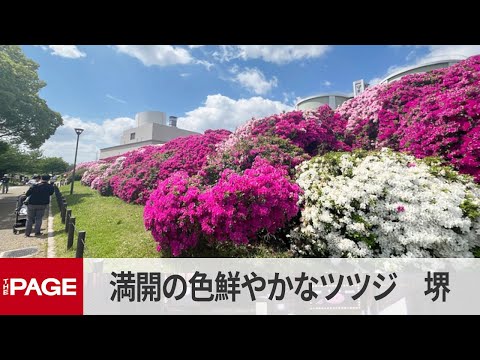 青空のもと満開の色鮮やかなツツジ　大阪・堺