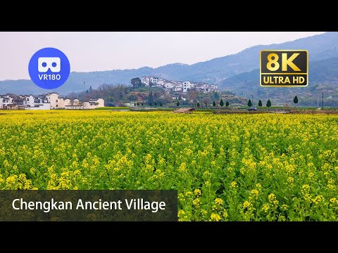 【VR180】Beautiful canola flowers and ancient village in Anhui, China | 呈坎古镇 | 8K 3D Relaxation