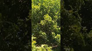 The best song ever. Relax & enjoy. #songs #birds #nature #protectourwildlife  #summer