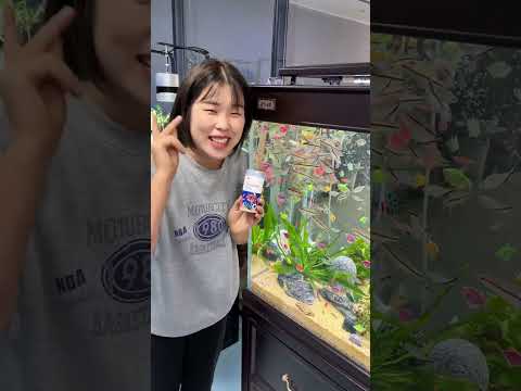 喂好粮养好鱼，鱼友们有需要的可以下手啦#鱼缸里的大自然 #司柠家热带鱼