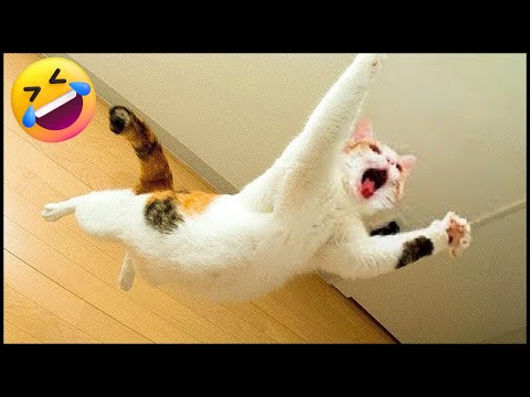 Funniest Cats and Dogs | New Funny Cats and Dogs (Best Funny Animal Video) 2025