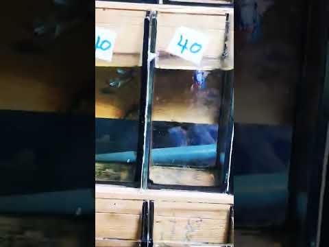 #fish #bangkok #fishing  #touristdestination #viral #video #colors #bkk  #travel #petlover #fishtank