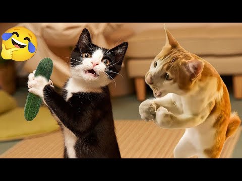 The Best FUNNY ANIMALS VIDEOS of All Time 🤣 Ultra Funny CATS and DOGS videos 2024 #part 39
