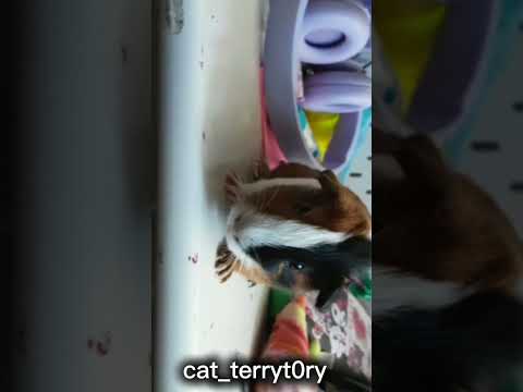 SO CUTEEEE *dies*