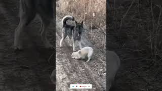 "Tiny Romeo meets angry Juliet! 😅🐾"  #DogFight #DogLovers