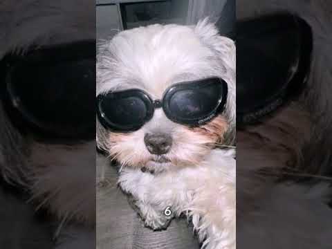 Ask your friends what dog you are#cute #dog #puppy #trendingshorts #viralshort #trend #funny