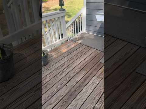 Squirrel (dog) chases squirrel