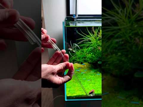 CO2 so the plants can breathe underwater at a safe level