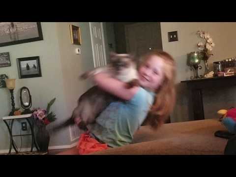 kid gets bit by irritated cat