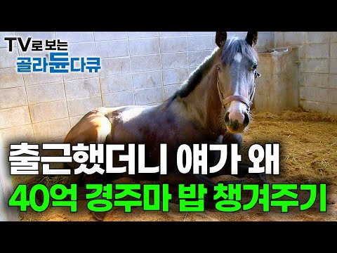 말 목장 취직했더니 이 녀석 밥 차려주는 날도 오는구나｜40억 천황상마 보약 달여주기｜경주마 목장 24시｜극한직업｜#골라듄다큐